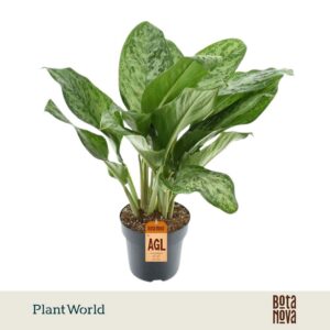 Aglaonema Greenlight
(3 Plants/Order)(21cmP 65cmH)
