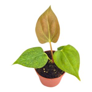 Anthurium Leaf Portillae
(2 Plants/Order)(7cmP 15cmH)