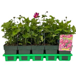 Anemone hupehensis Prinz Heinrich
(10 Plants/Order)(11cmP 25cmH)