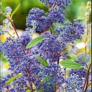 Ceanothus x delilianus Henry Desfo Henri Défossé' 30-40C5
(1 Plants/Order)(23cmP 60cmH)