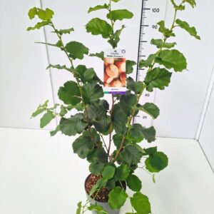Corylus maxima 'Webb's Preisnuss' 80-100C5
(1 Plants/Order)(23cmP 100cmH)