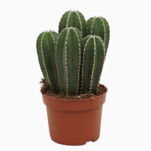 Cereus Marginatocereus 10,5 cm
(10 Plants/Order)(10.5cmP 15cmH)