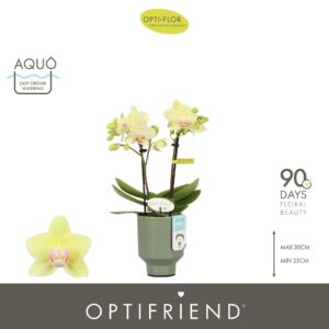 Phalaenopsis Multiflora Optifriend Lena 2 spike in Emilia Green Aquo
(6 Plants/Order)(7cmP 25cmH)