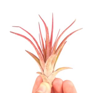 Tillandsia Tillandsia multiflora red
(20 Plants/Order)(6cmP 6cmH)