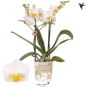 Phalaenopsis Multiflora Hawaii 2 spike
(12 Plants/Order)(9cmP 40cmH)