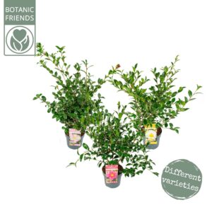 Camellia sasanqua MIX' Premium
(1 Plants/Order)(19cmP 60cmH)