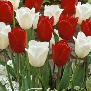 Droge Bulbs Tulipa Garden Amsterdam x10 12/+
(10 Plants/Order)(20cmP 45cmH)