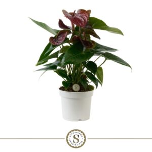 Anthurium Essencia Dark12cm
(6 Plants/Order)(12cmP 40cmH)