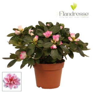 Rhododendron Azalea Flandresse® 'bont' 22 25 cm
(8 Plants/Order)(12cmP 25cmH)