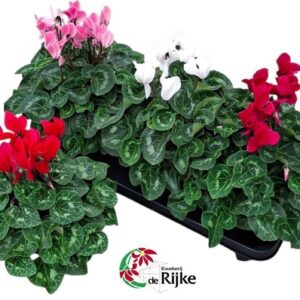 Cyclamen Super Serie XL Mixtray
(3 Plants/Order)(15cmP 35cmH)