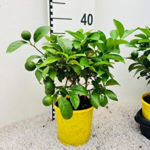 Citrus 'Clementine' Citrus reticulata Clementine medi-stem
(6 Plants/Order)(14cmP 35cmH)