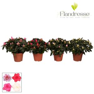 Rhododendron mix Azalea Flandresse® 22 25 cm
(8 Plants/Order)(12cmP 25cmH)
