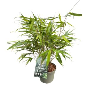 Fargesia robusta Pingwu One Boo™ Wall P17
(6 Plants/Order)(17cmP 50cmH)