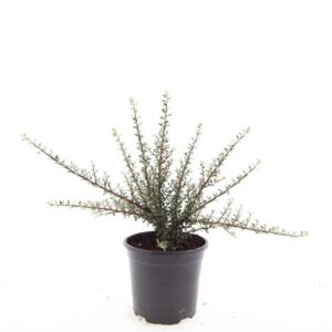 Cotoneaster m. 'Tanja'
(8 Plants/Order)(14cmP 10cmH)