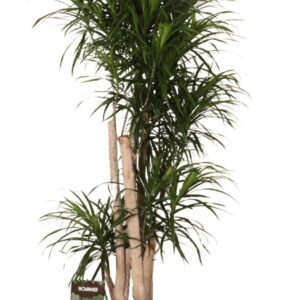 Dracaena Anita refl. busch
(1 Plants/Order)(35cmP 170cmH)