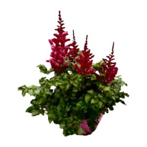 Astilbe Younique Red
(1 Plants/Order)(23cmP 65cmH)