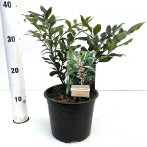 Sarcococca hookeriana
(1 Plants/Order)(17cmP 25cmH)