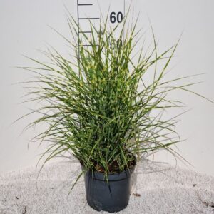 Miscanthus sinensis Strictus Dwarf P19
(1 Plants/Order)(19cmP 50cmH)