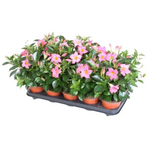 Mandevilla Rio Light Pink pink 3 stek per Pot
(6 Plants/Order)(12cmP 20cmH)