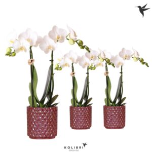 Phalaenopsis Multiflora white 2 spike in Diamond Pearl red
(8 Plants/Order)(9cmP 40cmH)