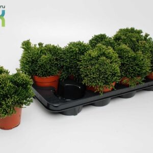 Hatiora Hatiora Salicorniodes
(8 Plants/Order)(12cmP 15cmH)