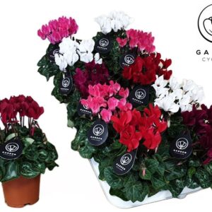 Cyclamen Patio Cyclamen GARDEN MIX10GTS
(10 Plants/Order)(10.5cmP 25cmH)