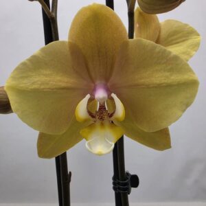Phalaenopsis other Limited 63 Week 26
(10 Plants/Order)(12cmP 65cmH)