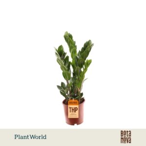 Zamioculcas zamiifolia 5 Feathers
(7 Plants/Order)(14cmP 55cmH)