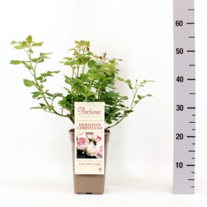 Rosa Parfuma (F) Herzogin Christiana C3
(6 Plants/Order)(17cmP 20cmH)