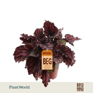Begonia Magic Colours Etna rex
(8 Plants/Order)(12cmP 25cmH)