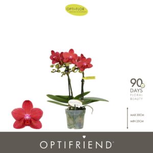 Phalaenopsis Multiflora Optifriend Rosa 2 spike
(8 Plants/Order)(7cmP 25cmH)