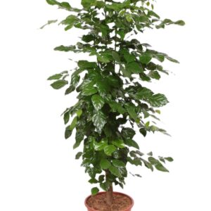 Radermachera sinica hainanensis
(1 Plants/Order)(27cmP 150cmH)