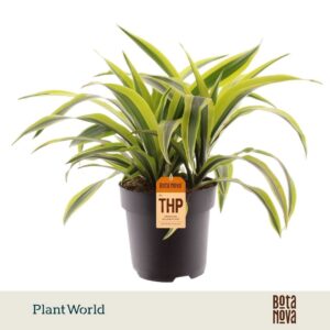 Dracaena Lemon Lime Dracaena Fragrans Lemon Lime
(3 Plants/Order)(19cmP 40cmH)