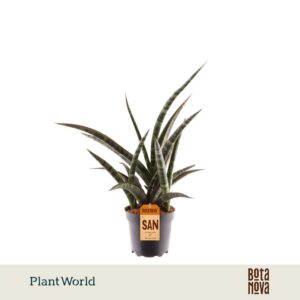 Sansevieria trifasciata 'Megan'
(8 Plants/Order)(10.5cmP 35cmH)