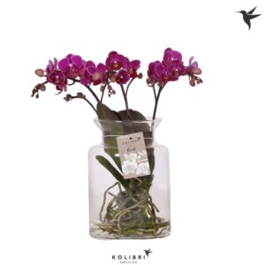 Phalaenopsis other purple more Roots purpel in Glas stolp transp.
(3 Plants/Order)(16cmP 50cmH)