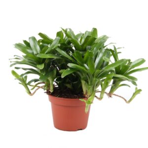 Nidularium Fire Ball Fireball green 15cm
(4 Plants/Order)(15cmP 45cmH)