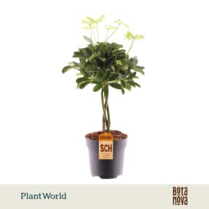 Schefflera Compacta (Nora) vlecht
(6 Plants/Order)(17cmP 60cmH)