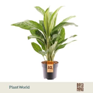 Aglaonema Greenlight
(6 Plants/Order)(17cmP 65cmH)
