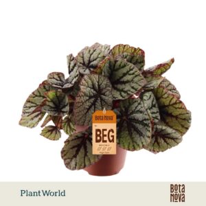 Begonia Magic Colours Fedor rex
(8 Plants/Order)(12cmP 25cmH)
