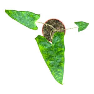 Alocasia Alocasia Zebrina Reticulata
(5 Plants/Order)(7cmP 15cmH)