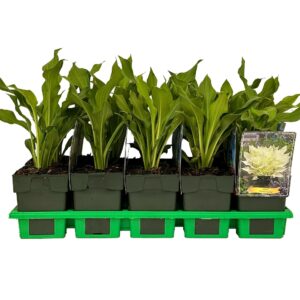 Hosta other White Feather' P11
(10 Plants/Order)(11cmP 25cmH)