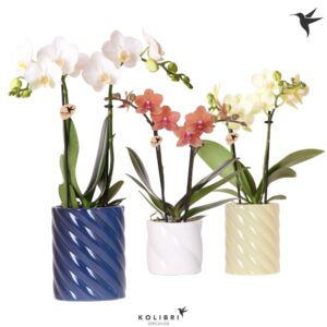 Phalaenopsis Multiflora mix 2 spike in Candy Pot blue mix
(6 Plants/Order)(9cmP 40cmH)