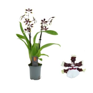 Colmanara Bounty Inca Cambria 2 spike 9cm
(12 Plants/Order)(9cmP 35cmH)
