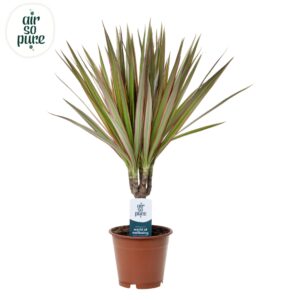 Dracaena Bicolor
(10 Plants/Order)(12cmP 45cmH)