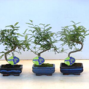 Bonsai Zanthoxylum piperitum 15cm., shape, without dip tray
(10 Plants/Order)(15cmP 30cmH)