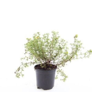 Potentilla Tangerine f.
(8 Plants/Order)(14cmP 25cmH)