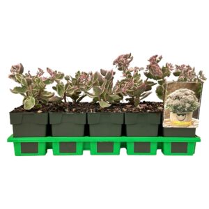 Sedum telephium La Vie and pink
(10 Plants/Order)(11cmP 25cmH)