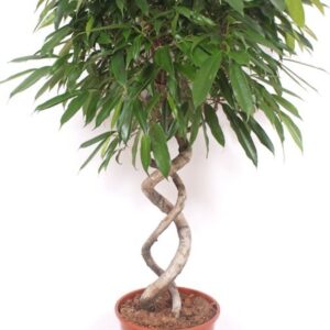 Ficus Amstel King
(1 Plants/Order)(30cmP 140cmH)