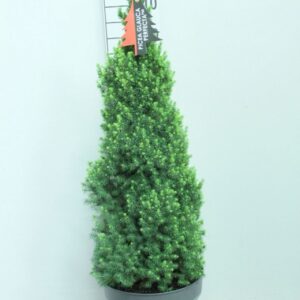 Picea Perfecta glauca P32 Potgekweekt
(1 Plants/Order)(32cmP 110cmH)