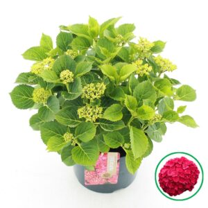 Hydrangea macrophylla red C5 (23cm.) Kn.
(1 Plants/Order)(23cmP 45cmH)